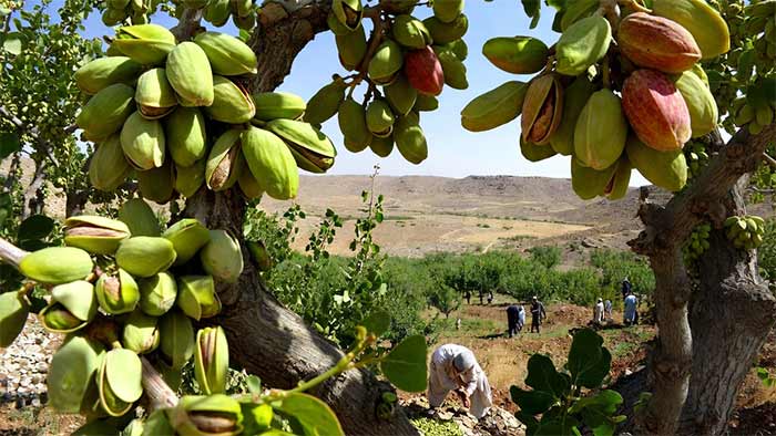 ایده صادرات پسته – جواهر سبز ایران